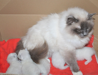Sacr� de Birmanie - du Normont