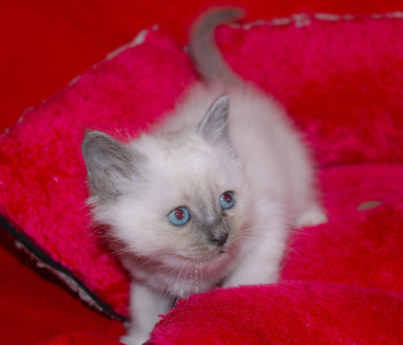 CHATON - 