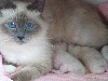 du cépage pétillant - Les chatons sont nés!