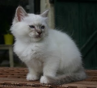 chaton Sacré de Birmanie des bois de princay