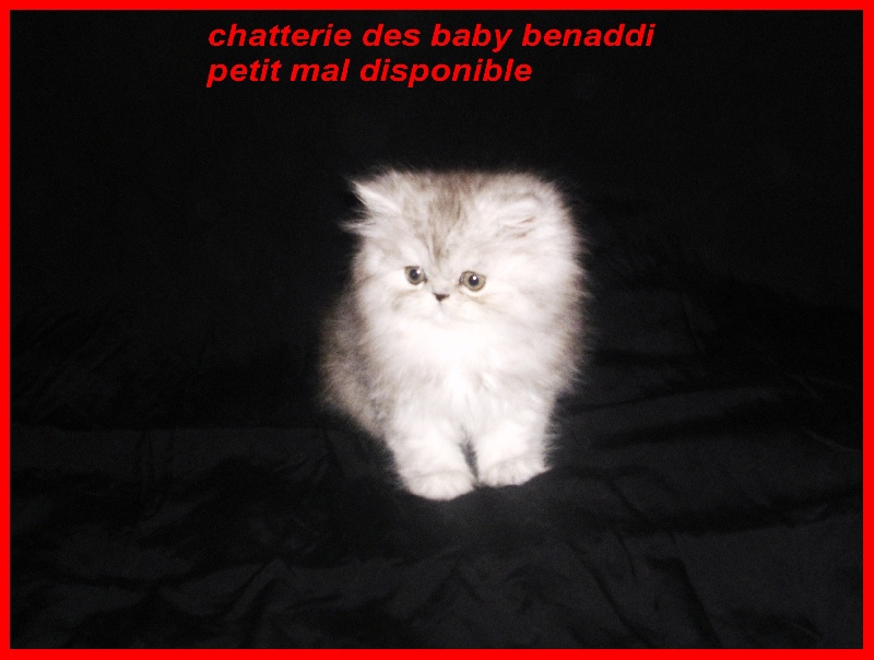chaton Persan des baby benaddi