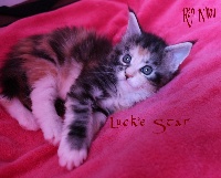 LUCKIE  STAR    Black Silver Tortie Blotched Tabby