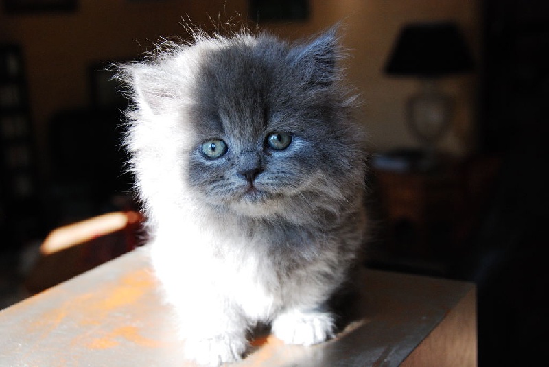 de Virvarnon - British Shorthair et Longhair - Portée née le 11/03/2013