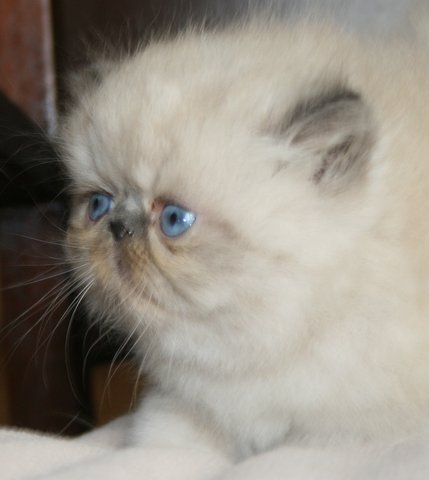 Ker-Galic - Exotic Shorthair - Portée née le 27/06/2012