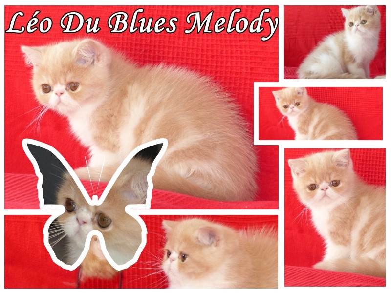 chaton Persan du blues melody