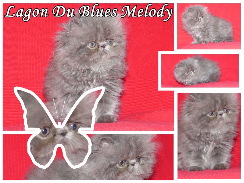 LAGON, chaton persan bleu 800euro - 