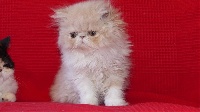 LOVE chaton persan femelle crème et blanc