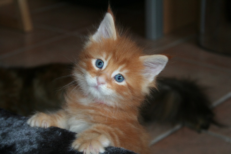 chaton Maine Coon des Hiboux du Maine