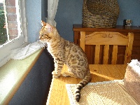 Wildtemptation Nala of citybengal