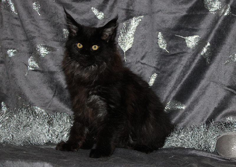 chaton Maine Coon du Pays Angoumois
