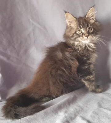 CHATON mâle bloched tabby - Maine Coon