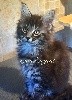 de l'oriflamme - Magnifique chaton femelle black silver !