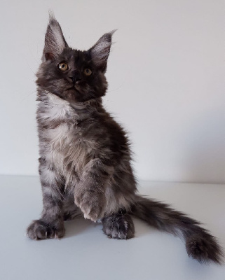 Thor PP - Maine Coon
